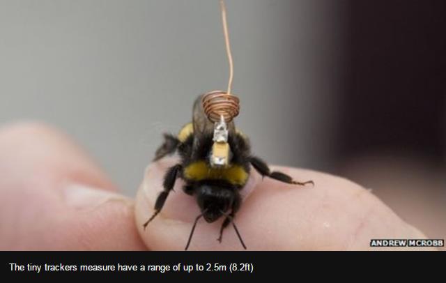 Bee behaviour mapped by tiny trackers